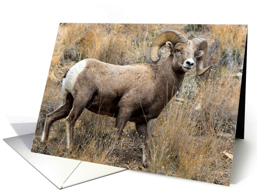 Bighorn Ram in western Montana card (1251978)