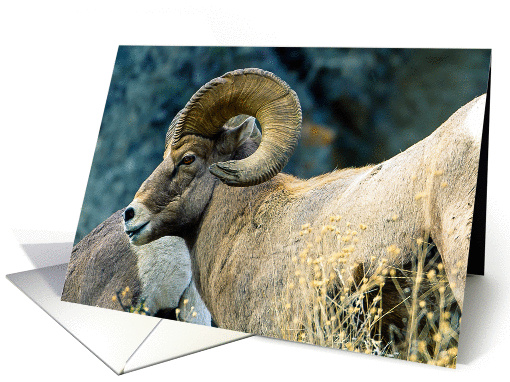 Bighorn Ram in western Montana card (1252002)