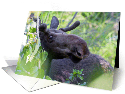 Moose in velvet card (1282238)
