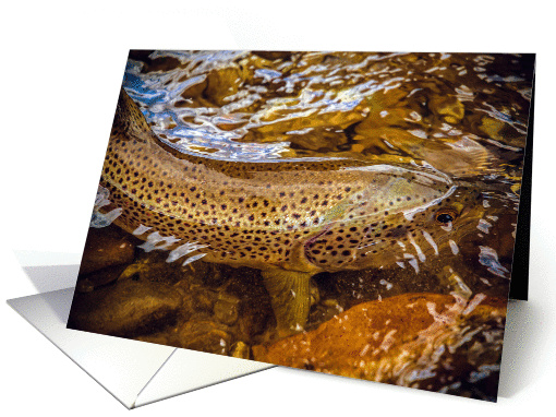 Brown Trout card (1299040)