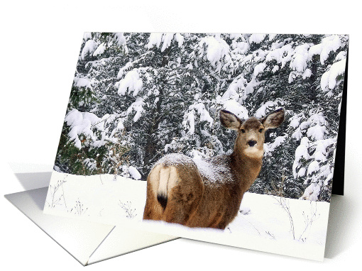 Winter in the Bitterroot Mountains card (1337302)