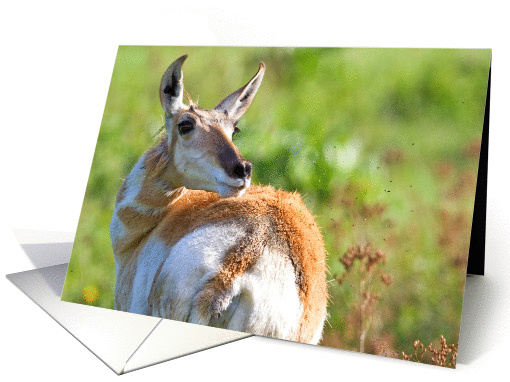 Pronghorn in summer card (1370824)