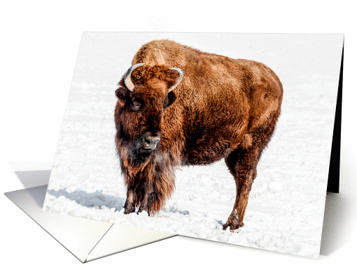 Bison in winter card (1370826)