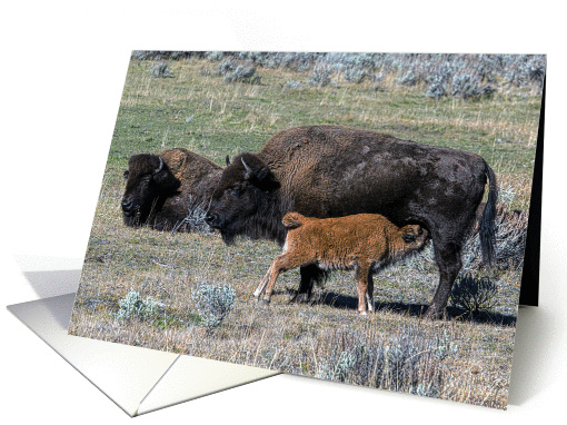 Bison cow and calf card (1370828)