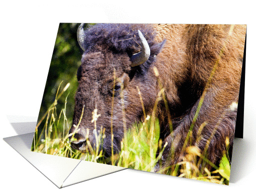 Bison on a warm afternoon card (982175)