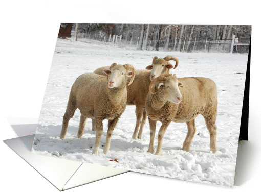 Winter Sheep Trio-Blank All Occasion Farm Animals card (1012337)