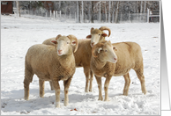 Winter Sheep Trio-Blank All Occasion Farm Animals card