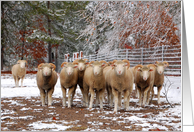 Traveling Sheep Group-Blank All Occasion Winter Farm Animals card