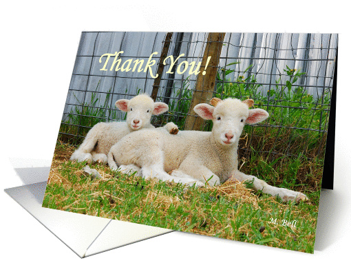 Buddy Lambs-Thank You Sheep Twins card (932783)