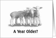 Group of Lambs-General Birthday Sheep card