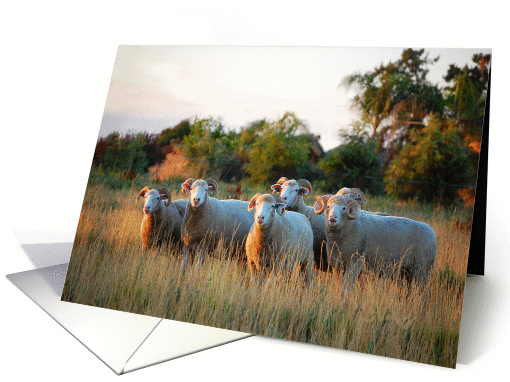 Horned Dorset Sheep Group-Blank All Occasion card (935940)