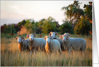 Horned Dorset Sheep Group-Blank All Occasion card