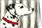 Dalmatian Dog Watercolor Stripes Painting Blank Card Any Occassion card