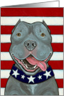 American Blue Nose Pit Bull Dog US Flag 4th of July card