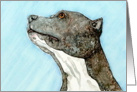 Blue Nose Pit Bull Terrier Canine Dog Blank Note Card