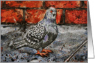 Pigeon Street Bird Rock Dove Sidewalk Blank Card