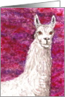 White Llama Farm Animal Pet Blank Note card