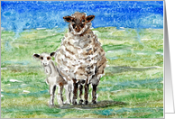 Sheep Farm Animal Pasture Blank Note Card