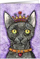 King Black Cat...