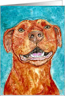 Congratulations American Red Nose Pit Bull Terrier Dog card