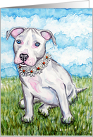 White Daisy Pit Bull Terrier Puppy Dog Blank Note Card