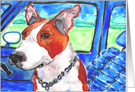 Pit Bull Terrier Dog in Blue Car Blank Card