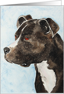 American Pit Bull Terrier Dog Portrait Blank Card