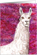White Llama Farm Animal Pet Blank Note card
