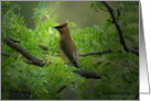 Cedar Waxwing Observing a View in the Park card