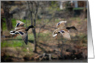 Mallards Playing Follow the Leader Blank Note Card