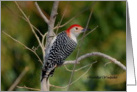 Red Bellied Woodpecker Blank Notecards card