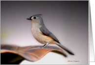 Tufted Titmouse card