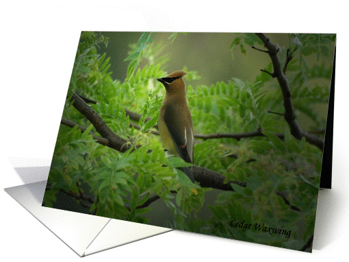 Cedar Waxwing Observing a View in the Park card (961965)