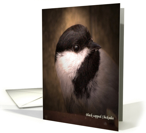 Black-capped Chickadee card (962207)