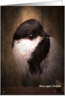 Black-capped Chickadee card