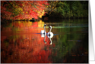 Swan Lake card