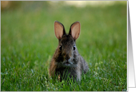 Little Bunny’s Big Close-Up card