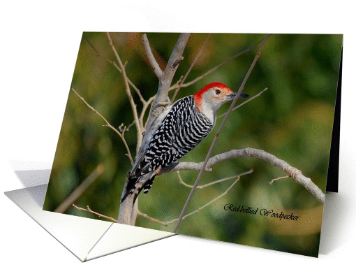 Red Bellied Woodpecker Blank Notecards card (965773)