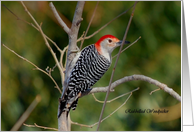 Red Bellied Woodpecker Blank Notecards card