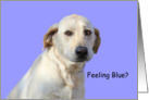Labrador Retriever Feeling Blue Card by Focus for a Cause card