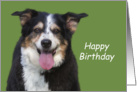 Australian Shepherd Birthday Card by Focus for a Cause card