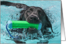 Labrador Retriever Swimming in Pool Birthday Card by Focus for a Cause. card