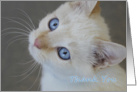 Blue Eyed Kitten by Focus for a Cause, Blank Card