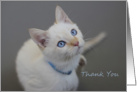 Blue Eyed Kitten by Focus for a Cause, Blank Card