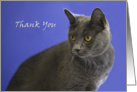 Russian Blue Cat by Focus for a Cause, Thank You Card