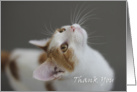 White and Red Cat by Focus for a Cause, Thank You Card