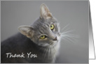 Gray Tabby Cat by Focus for a Cause, Thank You Card