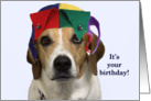 Beagle with Jester Hat Birthday Card by Focus for a Cause card