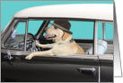 Labrador Retriever Driving Classic Car, Yellow Lab in Classic Car card