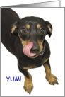 Birthday, Dachshund Licking Lips card